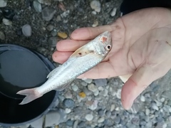 Mullus barbatus ponticus
