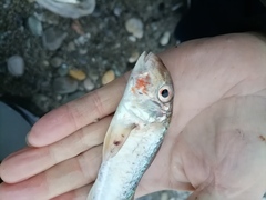 Mullus barbatus ponticus