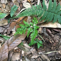 Sceptridium formosanum