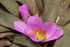 Calandrinia colchaguensis