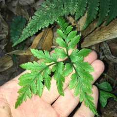 Sceptridium formosanum