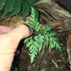 Sceptridium formosanum