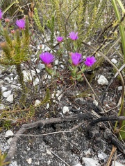 Lampranthus emarginatus