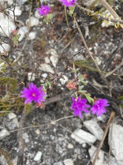 Lampranthus emarginatus