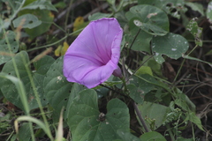 Ipomoea pedicellaris