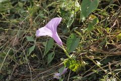 Ipomoea pedicellaris