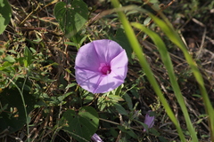 Ipomoea pedicellaris