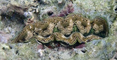 Tridacna crocea