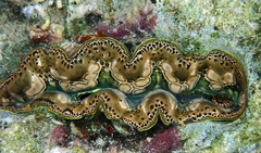 Tridacna crocea