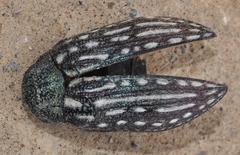 Julodis onopordi
