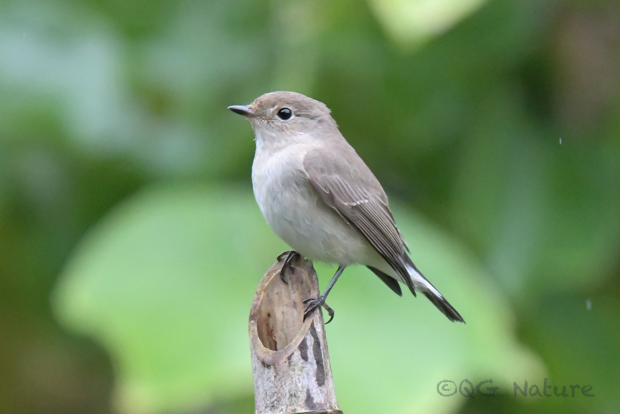 Taiga Flycatcher