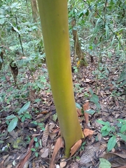 Calycophyllum
