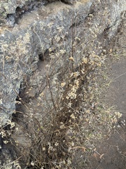 Ageratum conyzoides
