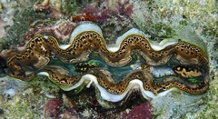 Tridacna crocea