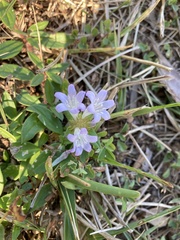 Richardia grandiflora