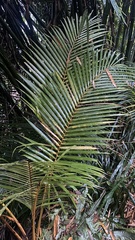Cocos nucifera