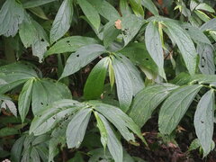 Elatostema platyphyllum