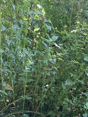 Austroeupatorium inulifolium