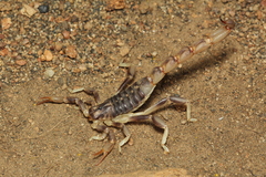 Brachistosternus