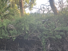 Asparagus densiflorus