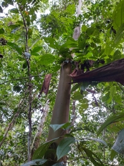 Calycophyllum