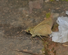 Borbo cinnara