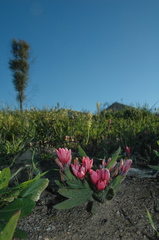 Babiana blanda