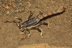Brachistosternus