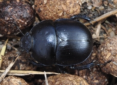 Thorectes punctatolineatus