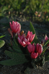 Babiana blanda