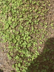 Centella asiatica