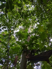 Calycophyllum