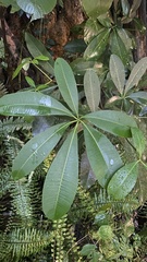 Alstonia