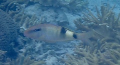 Parupeneus multifasciatus