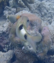 Parupeneus multifasciatus