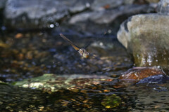 Austrocordulia refracta