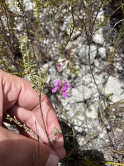 Indigofera angustifolia