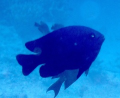 Neoglyphidodon melas