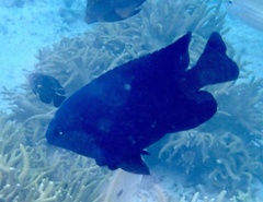 Neoglyphidodon melas