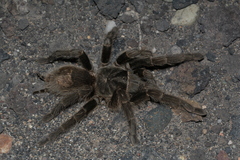 Grammostola