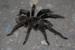 Grammostola