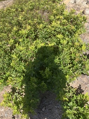 Schinus terebinthifolia