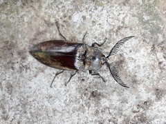 Coleoptera