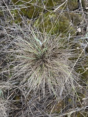 Festuca idahoensis