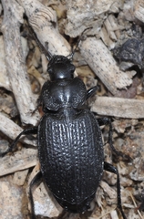 Licinus punctatulus granulatus
