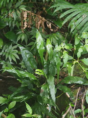 Leptochilus wrightii