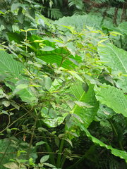 Callicarpa formosana formosana