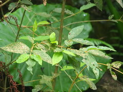 Callicarpa formosana formosana