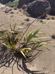 Phormium tenax