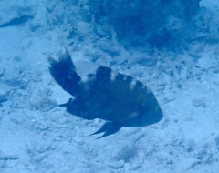 Cheilinus trilobatus